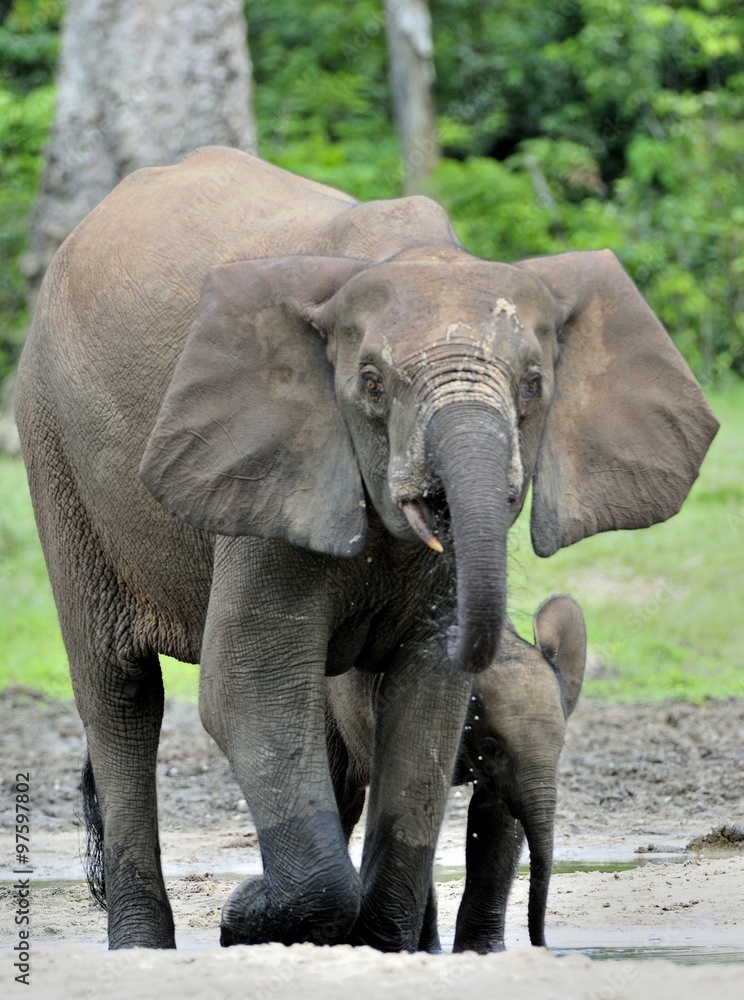 Fototapeta premium The elephant calf with elephant cow The African Forest Elephant, Loxodonta africana cyclotis. At the Dzanga saline (a forest clearing) Central African Republic, Dzanga Sangha