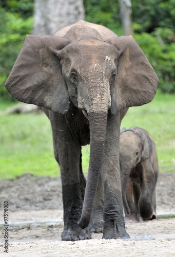 The elephant calf  with  elephant cow The African Forest Elephant, Loxodonta africana cyclotis. At the Dzanga saline (a forest clearing) Central African Republic, Dzanga Sangha