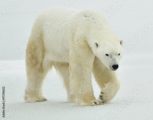 The adult male polar bear (Ursus maritimus) walking on snow.