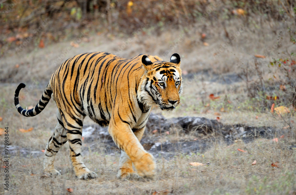 Obraz premium An Indian tiger in the wild. Royal Bengal tiger ( Panthera tigris )