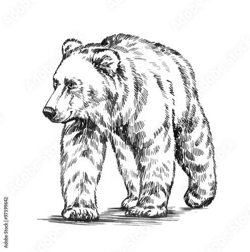 black and white engrave isolated vector bear
