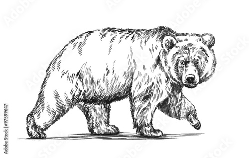 black and white engrave isolated vector bear photo