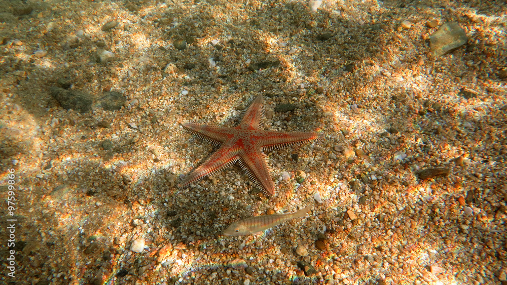 Alive starfish - underwater photo Alive starfish - underwater photo