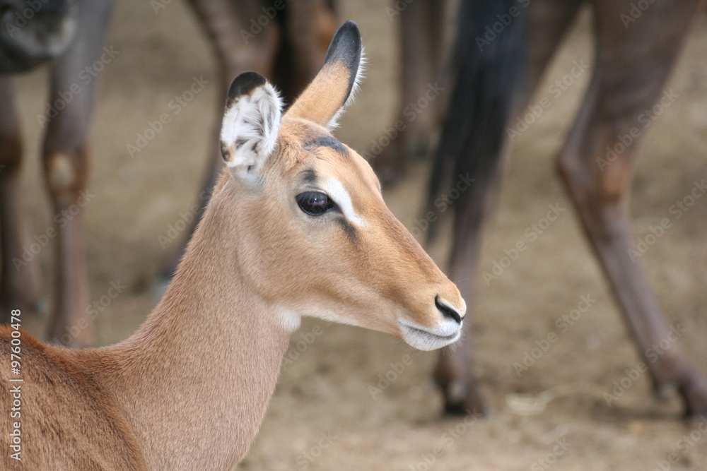 Antelope Antelope