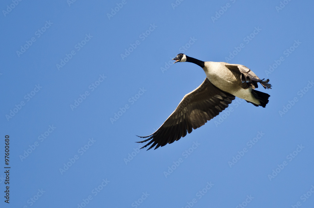 Canada Goose Honking While Flying in a Blue Sky Canada Goose Honking While Flying in a Blue Sky