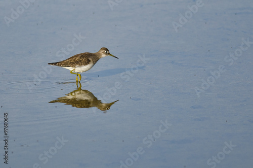 Lesser Yellowlegs Sandpiper Wading in Shallow Blue Water