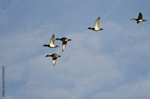 Flock of Ring-Necked Ducks Flying in a Blue Sky