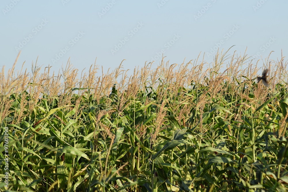 The corn field
