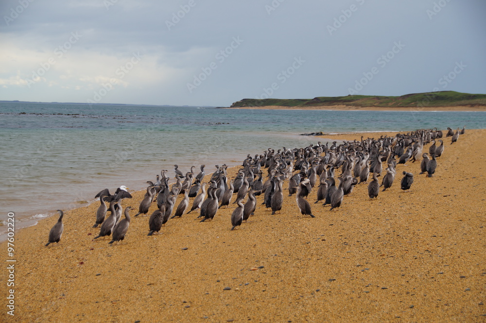 Cormorant Colony on the beach