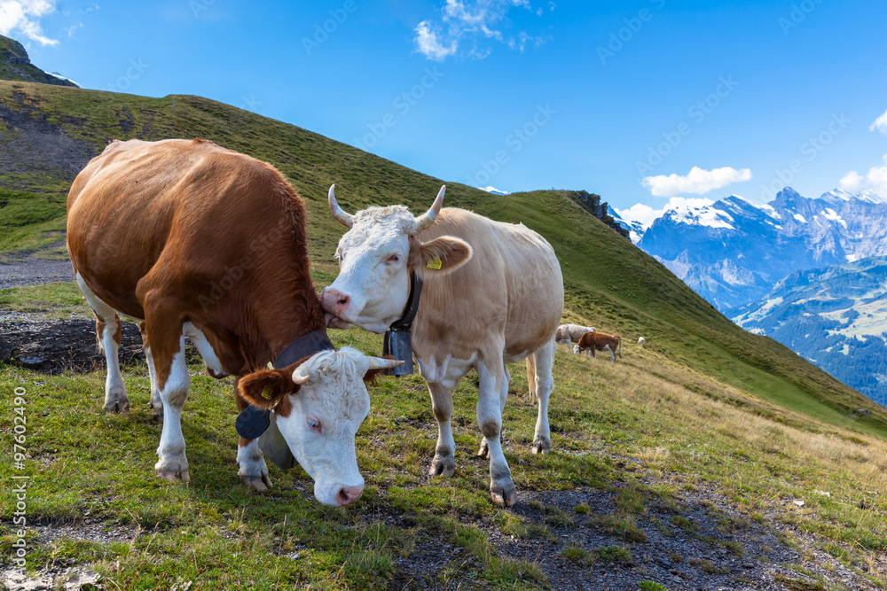 Cows on Bernese Oberland