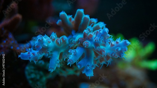 Neon coral in marine aquarium