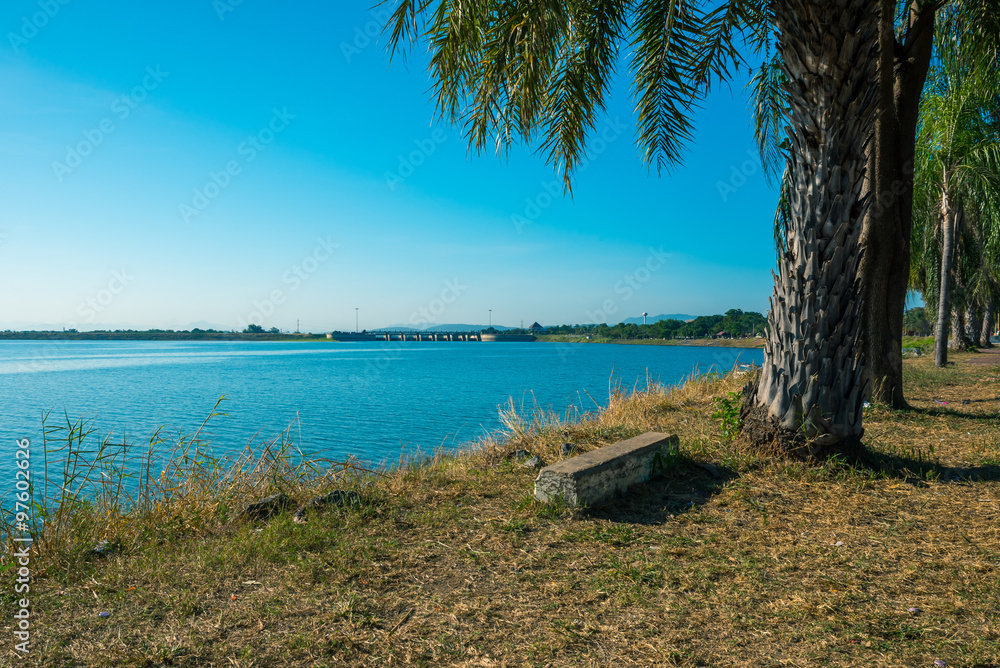 Coconut tree beside walkpath at lake. Coconut tree beside walkpath at lake.