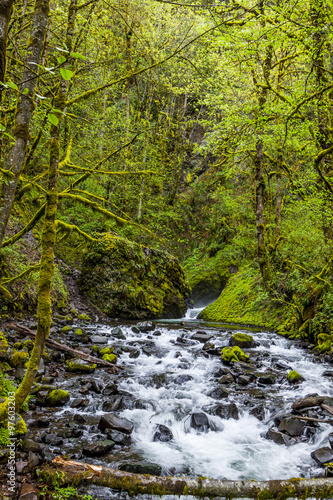 Cascading Creek Flow in Multnomah Oregon