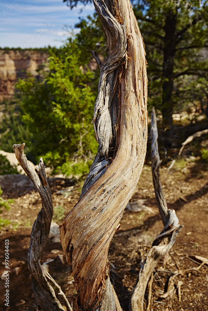 Grand Canyon, gewundene Baumstamm Grand Canyon, gewundene Baumstamm