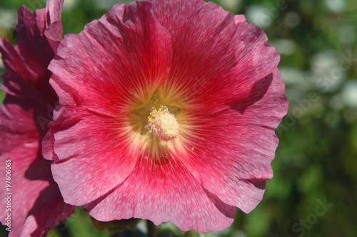 Closeup of Hibiscus