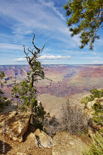 Grand Canyon, Baum am Berghang