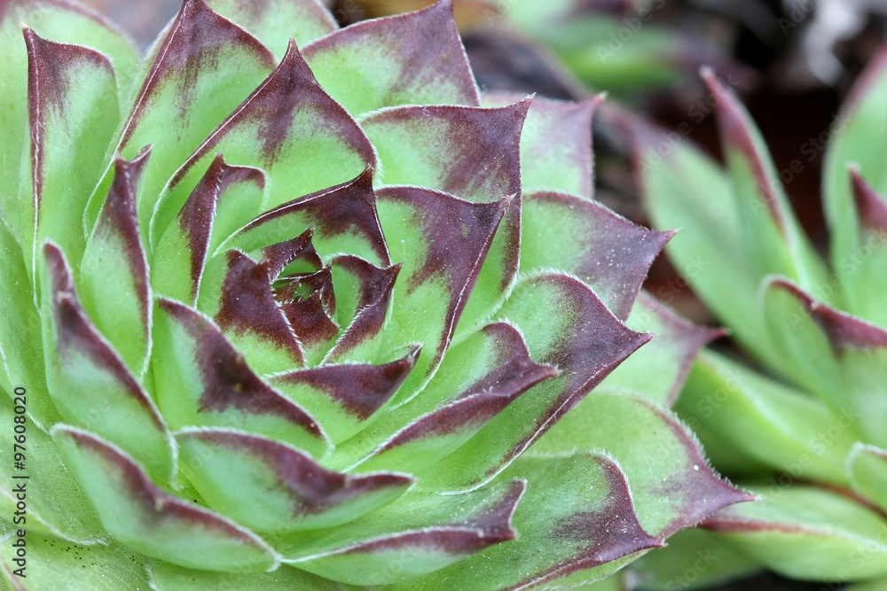Sempervivum Sempervivum