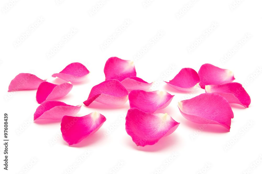 Petals of roses on a white background - obrazy, fototapety, plakaty 