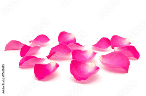 Petals of roses on a white background