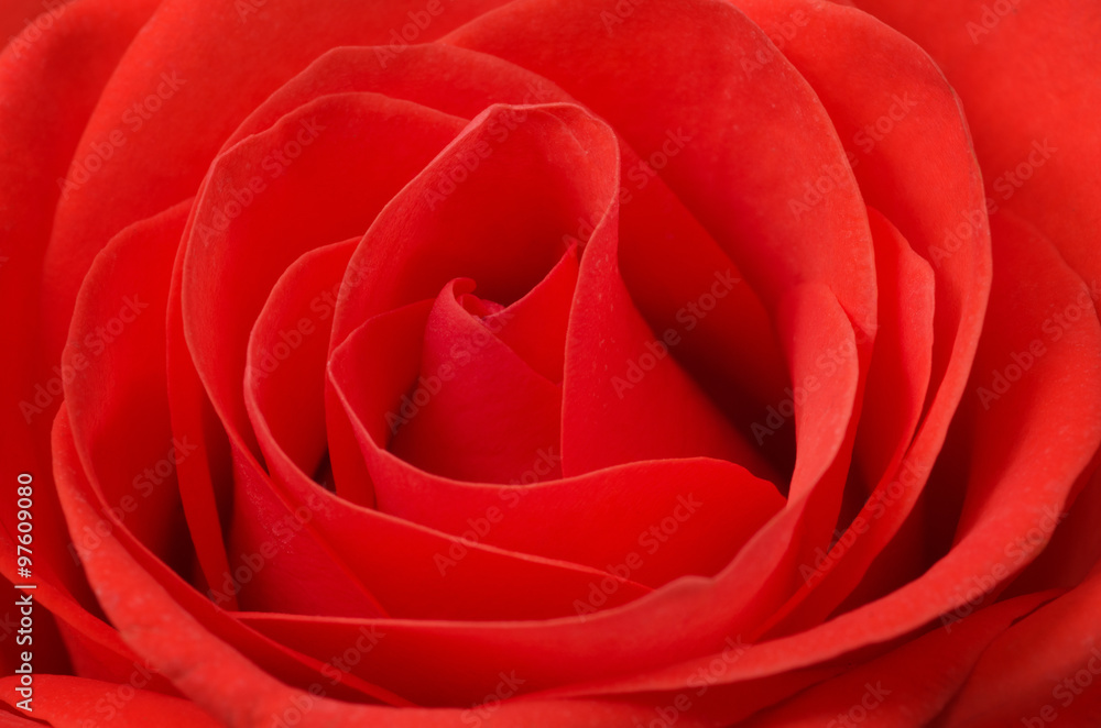 Close up macro of a red rose Close up macro of a red rose