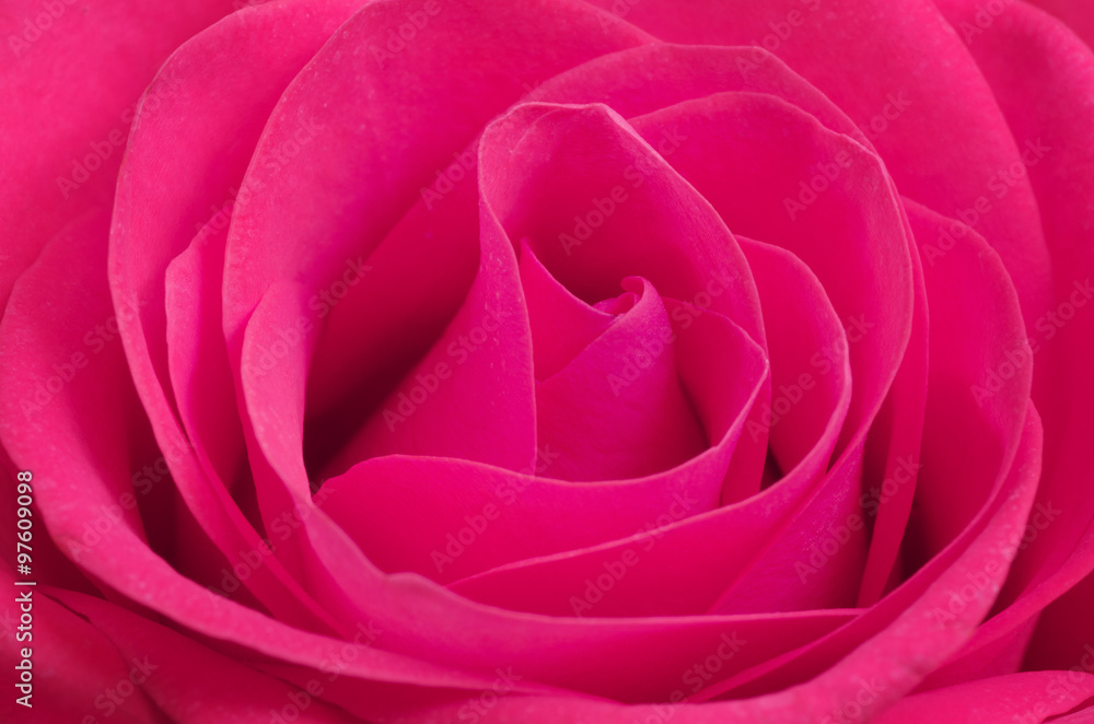 Close up macro of a pink rose Close up macro of a pink rose