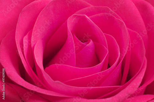 Close up macro of a pink rose