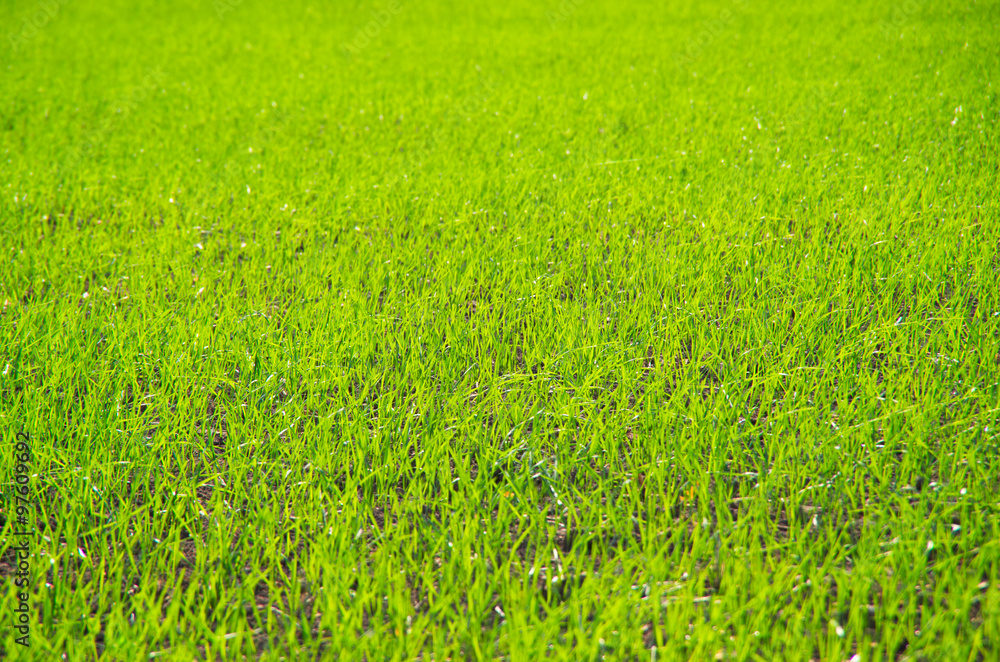 background of green grass background of green grass