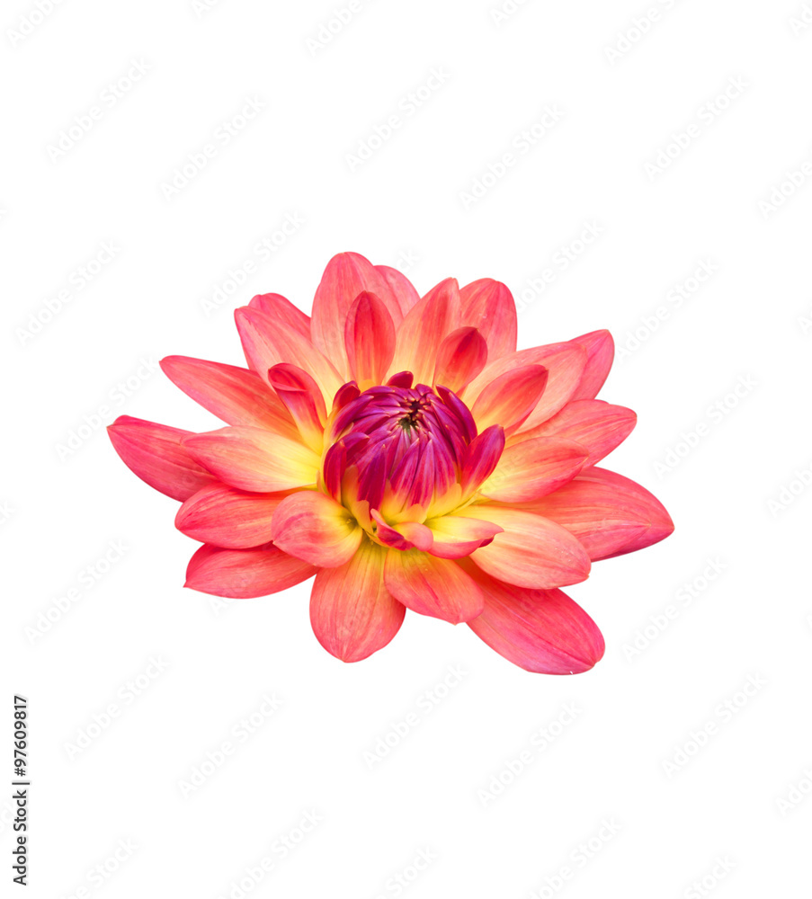 Fototapeta premium Flower