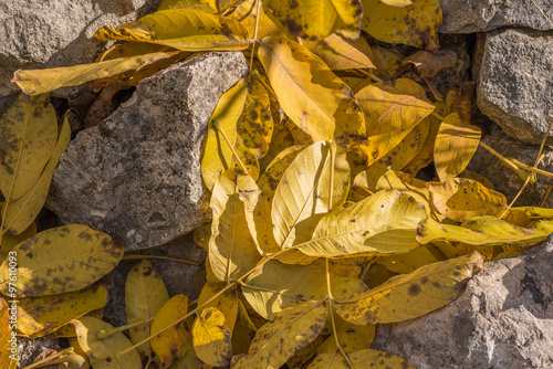 Walnut leaves fallen on the rubble stone/Yellow on grey/Yellow walnut leaves