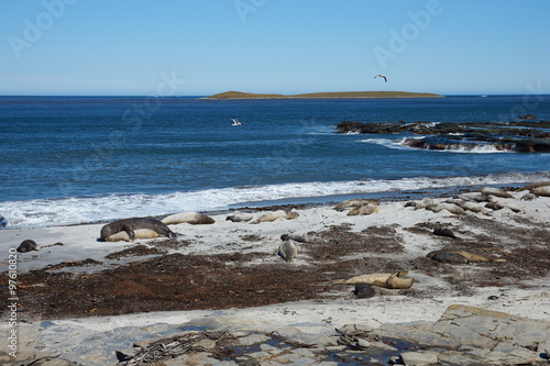 Breeding group of Southern Elephant Seal (Mirounga leonina) on a beach during the breeding season on Sealion Island in the Falkland Islands. photo