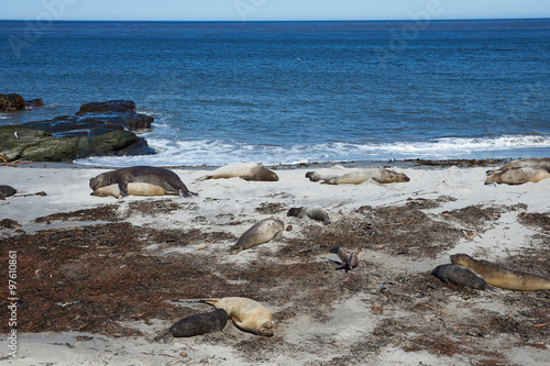 Breeding group of Southern Elephant Seal (Mirounga leonina) on a beach during the breeding season on Sealion Island in the Falkland Islands.