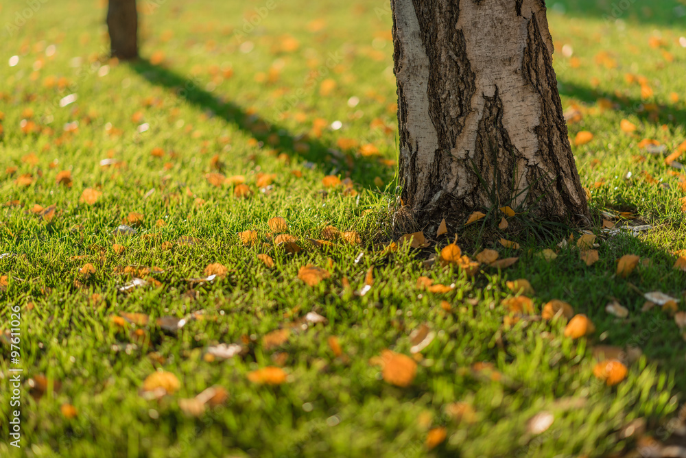 Birch leaves fell on green grass under birch tree during autumn/Birch yellow leaves/golden autumn Birch leaves fell on green grass under birch tree during autumn/Birch yellow leaves/golden autumn