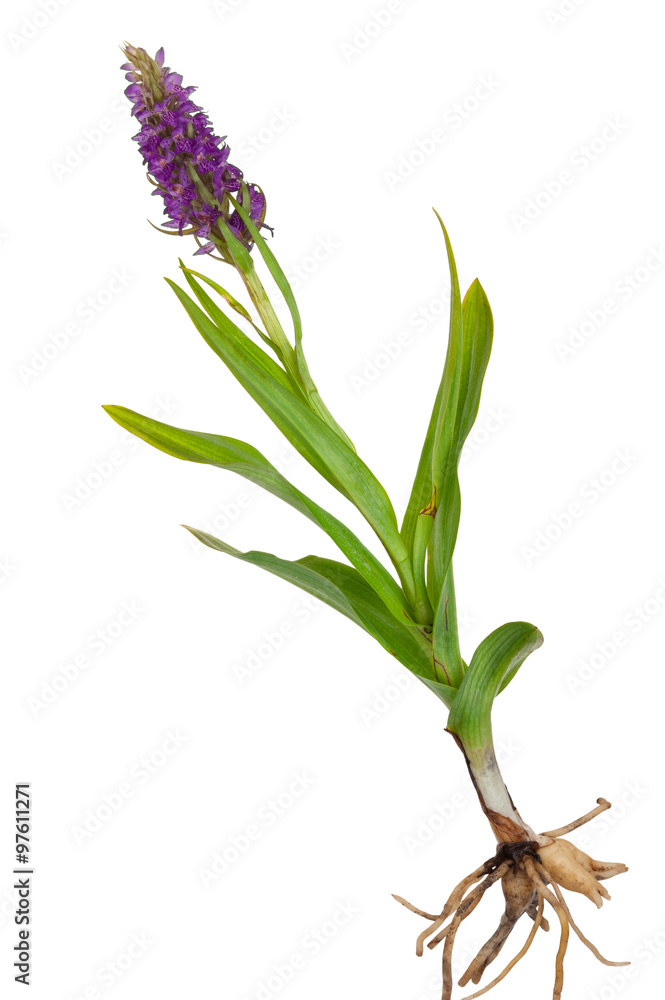 Fototapeta premium Medicinal plant: Orchid - Dactylorhiza fushsii