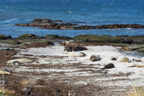Breeding group of Southern Elephant Seal (Mirounga leonina) on a beach during the breeding season on Sealion Island in the Falkland Islands.
