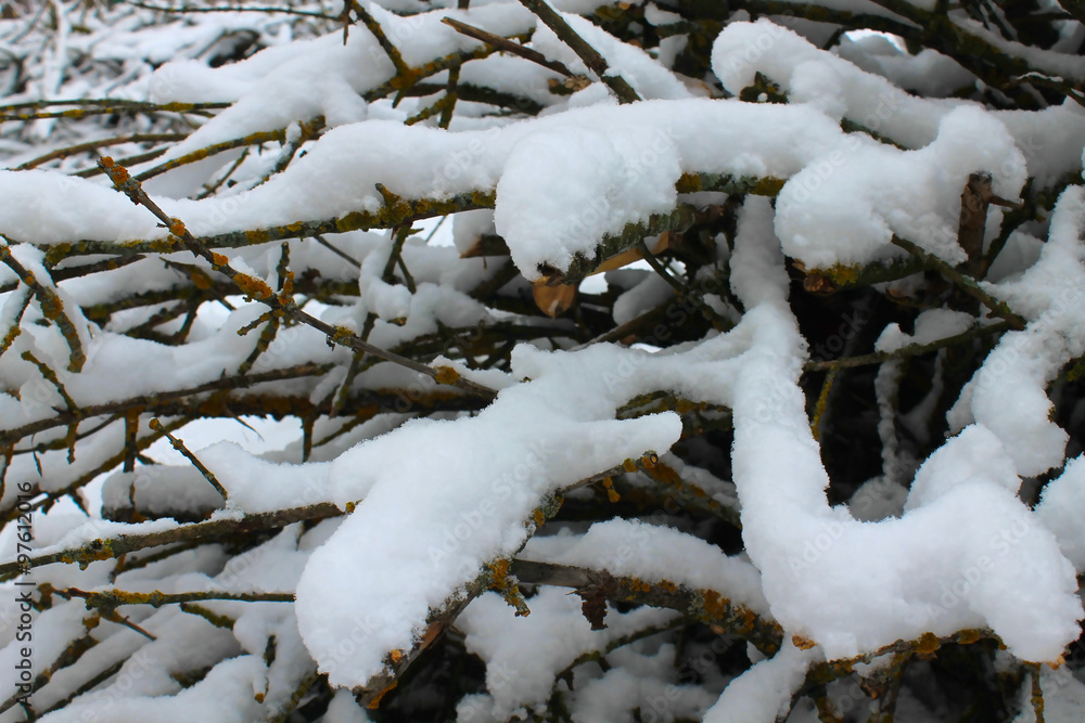 winter branches