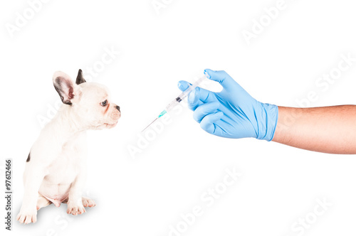 Puppy ready to be vaccinated