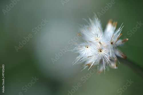 close up of reeds grass