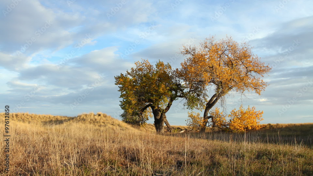 Beautiful Trees in Autumn Beautiful Trees in Autumn