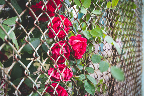 Tableau sur toile red rose behind fence