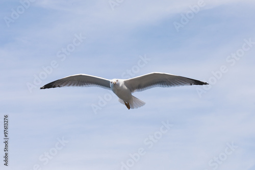 seagull flying