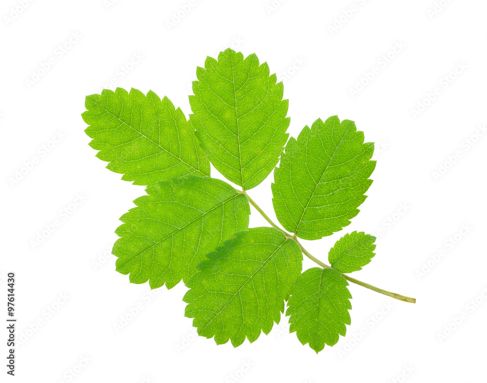Leaf rosehip Leaf rosehip