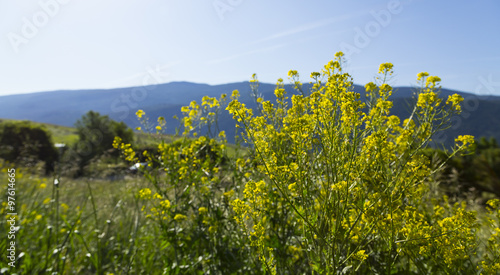 yellow flowers in bloom in summertime landscape photo