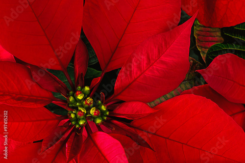 Принти на полотні Poinsettia flower