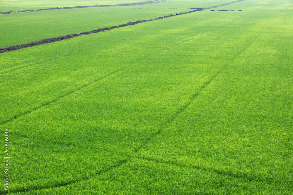 Fototapeta premium landscape of rice plantation
