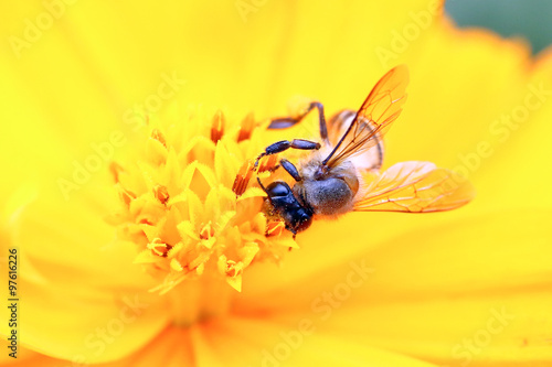 Honey bee on yellow flower oxeye daisy © oqba