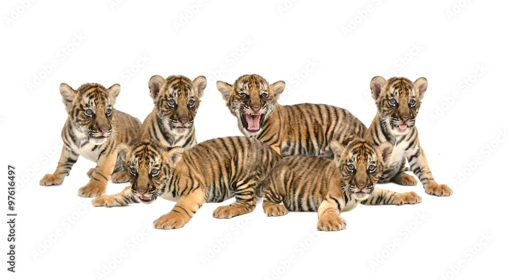 Naklejka premium baby bengal tiger isolated