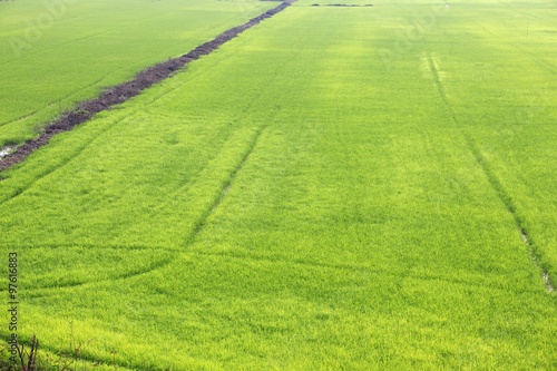 landscape of paddy rice plantation