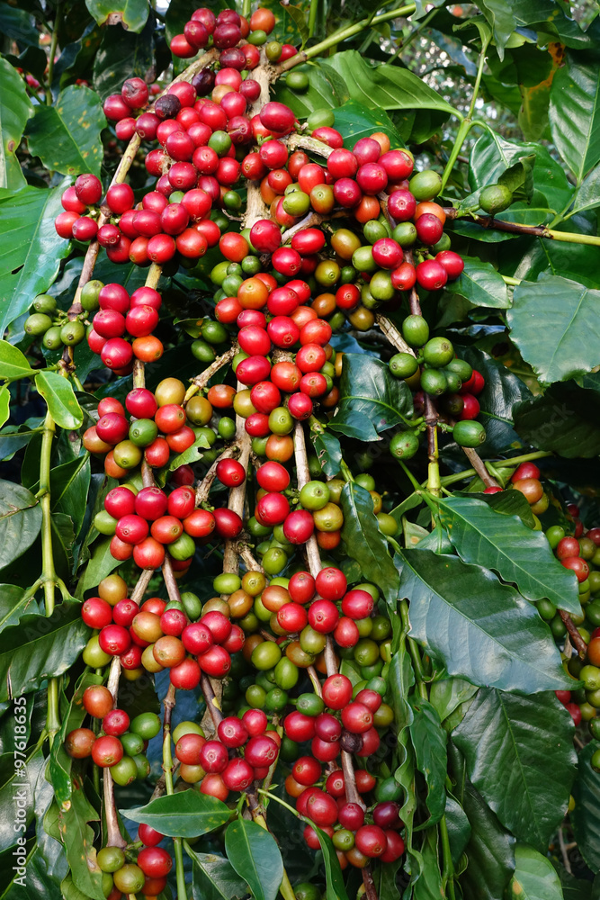 Coffee beans ripening on a tree. Coffee beans ripening on a tree.