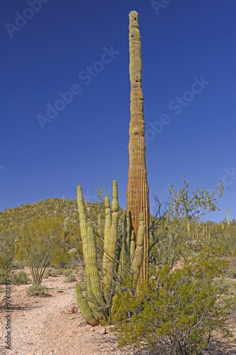 Organ Pipe and Saguaro Cactus Together © wildnerdpix