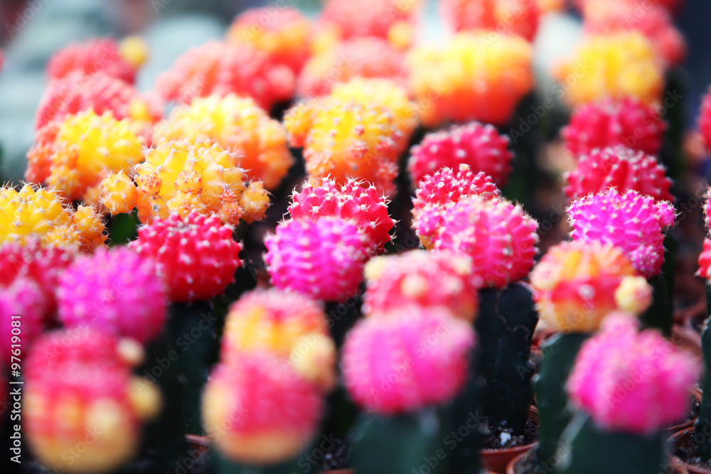 colorful cactus in garden